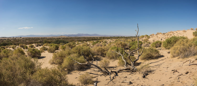 Dead Tree in Open Desert