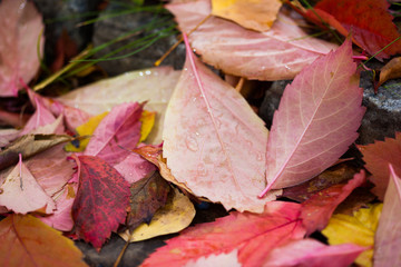 Fallen autumn leaves with water drops