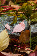 Fallen autumn leaves with water drops