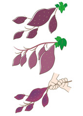 芋掘りと芋づる