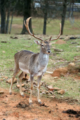 Naklejka na ściany i meble Wild deer with big horns in national safari park