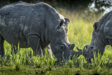Naklejka premium Ouganda