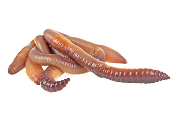 Earth worms isolated on white background