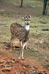 Cute dappled deer without horns posing in national safari park