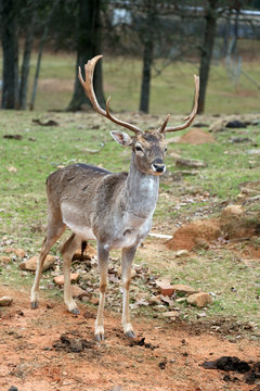 Wild deer with big horns in national safari park © jelenaaloskina