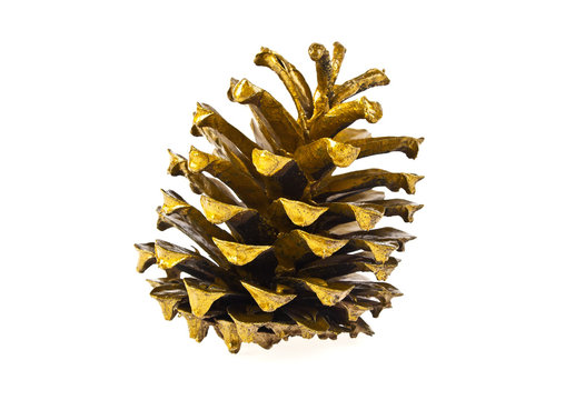 Golden pine cone isolated on white background