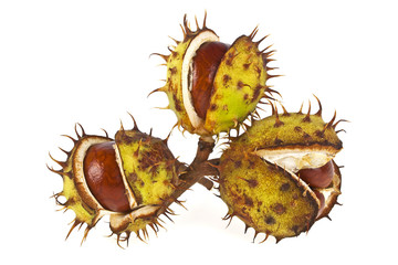 Chestnut with crust on a white background