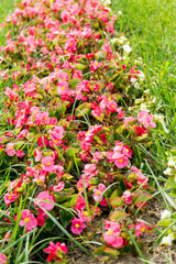 Flowers in the Garden