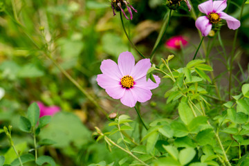 Obraz premium Flowers in the Garden