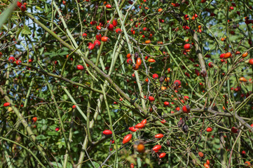 Obraz premium Several hips against the green of the plants in the fall.