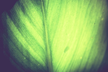 Green Leaf Macro Retro