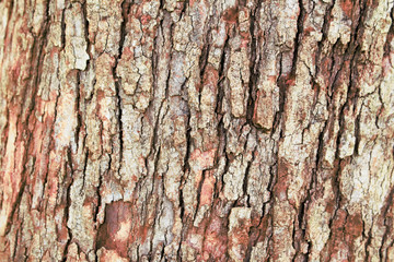 tree bark