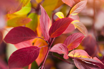 Fall season natural colorful background of macro leaves.