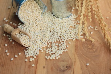 Barley seeds