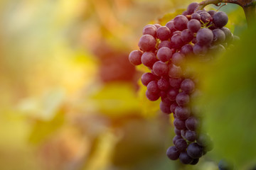 Detail view of vineyard with ripe grapes at sunset. Beautiful grapes ready for harvest. Golden evening light. Shallow depth of field.
