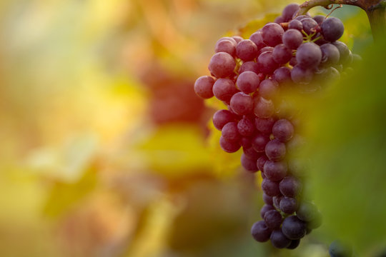 Detail view of vineyard with ripe grapes at sunset. Beautiful grapes ready for harvest. Golden evening light. Shallow depth of field.