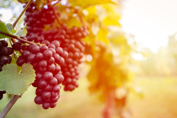Detail view of vineyard with ripe grapes at sunset. Beautiful grapes ready for harvest. Golden...