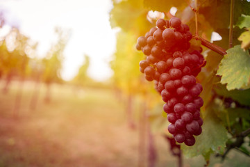 Detail view of vineyard with ripe grapes at sunset. Beautiful grapes ready for harvest. Golden...