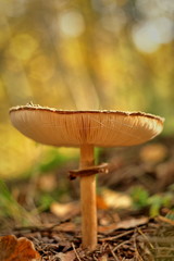 Macrolepiota procera or Lepiota procera