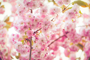 Obraz premium Vibrant pink blossom