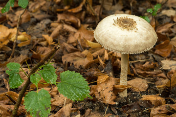 Pilze in Deutschland