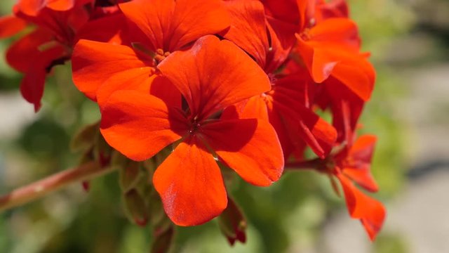 Cranesbills beautiful plant in natural environment close-up 4K 2160p 30fps UltraHD footage - Red gaden Geranium tiny flower blossom in the shadow 3840X2160 UHD video 