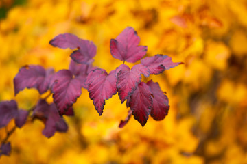 Branch with autumn violet leaves