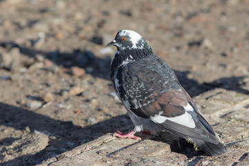pigeon close up