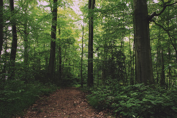 English woodland path with the sun breaking through the leaves V
