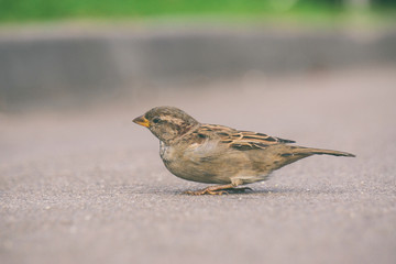 sparrow sitting on the pavement, bird Sparrow, small bird