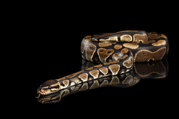 Fototapeta premium Ball or Royal python Snake on Isolated black background with reflection