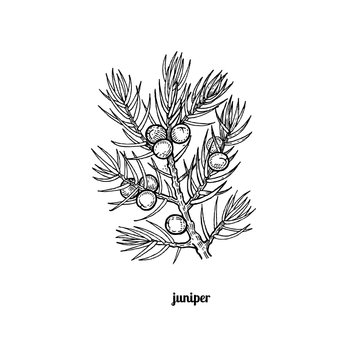 The branch of juniper with berries.