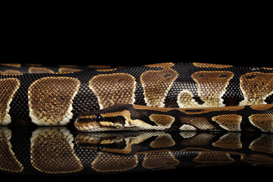 Ball or Royal python Snake. Python regius. on Isolated black background with reflection