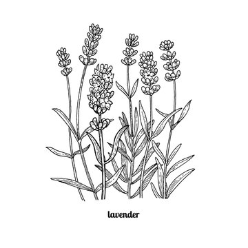 Lavender flowers colored sketch style steem and  Stock Illustration  54254324  PIXTA