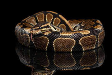 Ball or Royal python Snake on Isolated black background with reflection