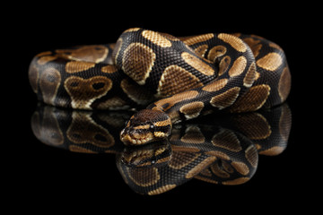 Ball or Royal python Snake on Isolated black background with reflection