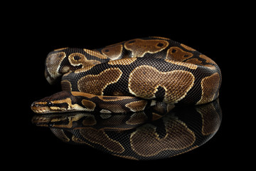 Ball or Royal python Snake on Isolated black background with reflection