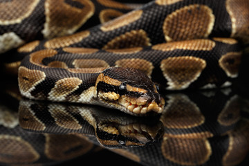 Obraz premium Close-up Ball lub Royal python Snake na odizolowanych czarnym tle z refleksji