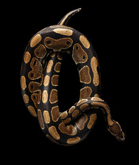 Naklejka premium Top view on Ball or Royal python Snake roll up in letter Q on Isolated black background