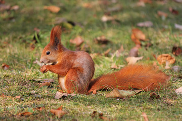 Naklejka na ściany i meble Red squirrel eating a nut sitting on the grass among fallen leaves, sunny autumn day.