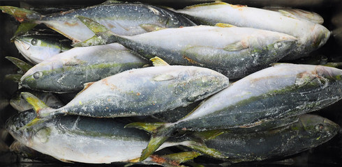 Frozen yellowtail or amberjack fish at fish market