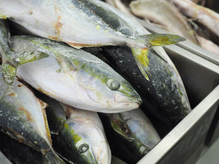 Frozen yellowtail or amberjack fish at fish market