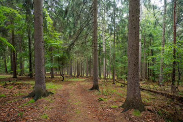 Wald in Deutschland