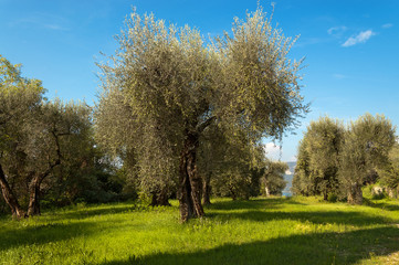 Fototapeta na wymiar Olives trees near Malcesine on the Garda Lake, Verona, Veneto, Italy