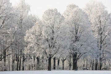 Trees with snow in winter park