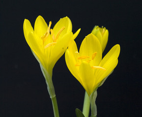Gewitterblume, Sternbergia lutea