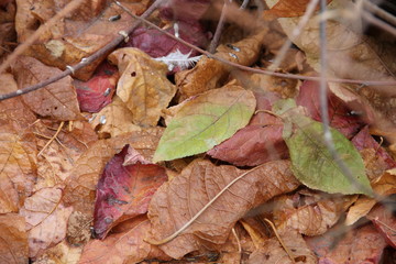 Красные и оранжевые засохшие осенние листья 