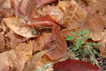 Красные и оранжевые засохшие осенние листья и зеленая крапива
