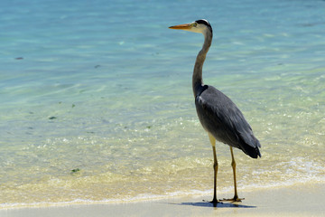 Heron, Maldives