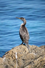 Cormorant